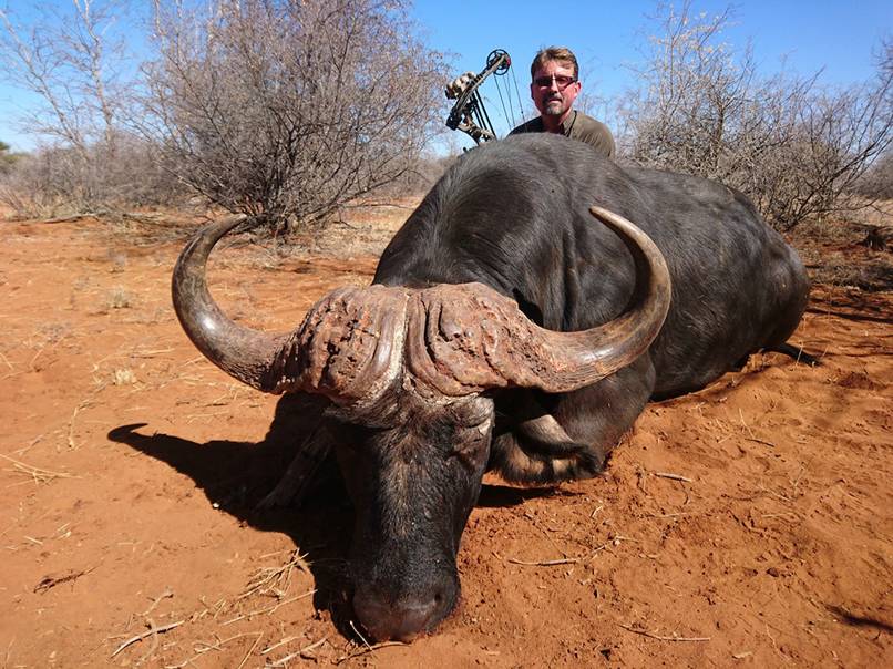 the African Buffalo brought down by a hunting bow